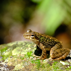 Anura
