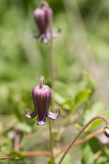 Clematis pitcheri
