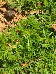 Lepidium didymum