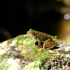 Anura