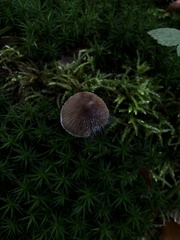 Spinellus fusiger
