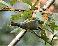 Vermivora chrysoptera