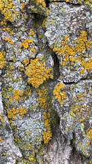 Xanthomendoza