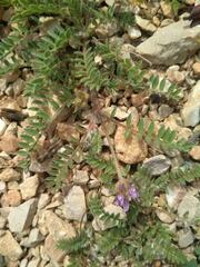 Astragalus stella