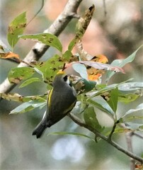 Vermivora chrysoptera