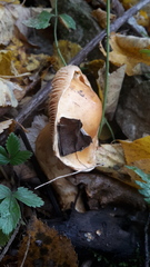 Cortinarius triumphans