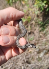 Coronella austriaca