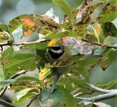 Vermivora chrysoptera