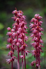 Corallorhiza striata