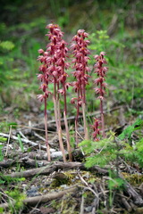 Corallorhiza striata
