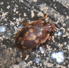 Stelidota geminata