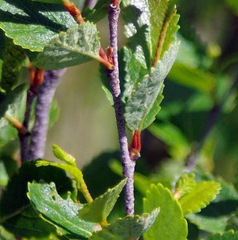 Betula glandulosa