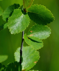 Betula pumila
