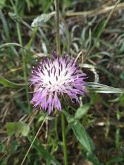 Centaurea aspera