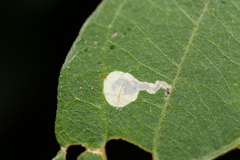 Anarsioses aberrans