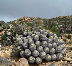 Copiapoa dealbata
