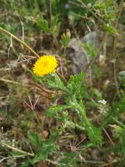 Anacyclus valentinus