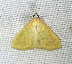 Helvibotys helvialis
