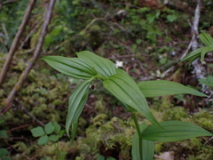 Streptopus lanceolatus