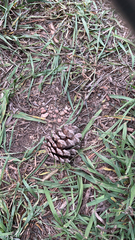 Pinus