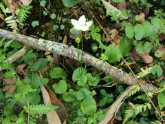 Parnassia grandifolia