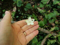 Parnassia grandifolia