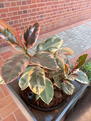 Graptophyllum pictum