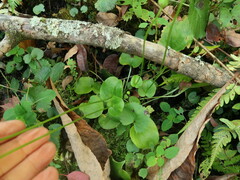 Parnassia grandifolia