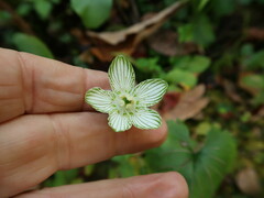 Parnassia grandifolia