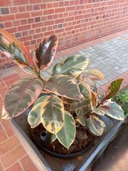 Graptophyllum pictum