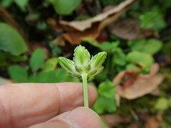Parnassia grandifolia