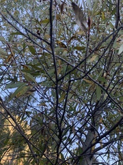 Populus angustifolia