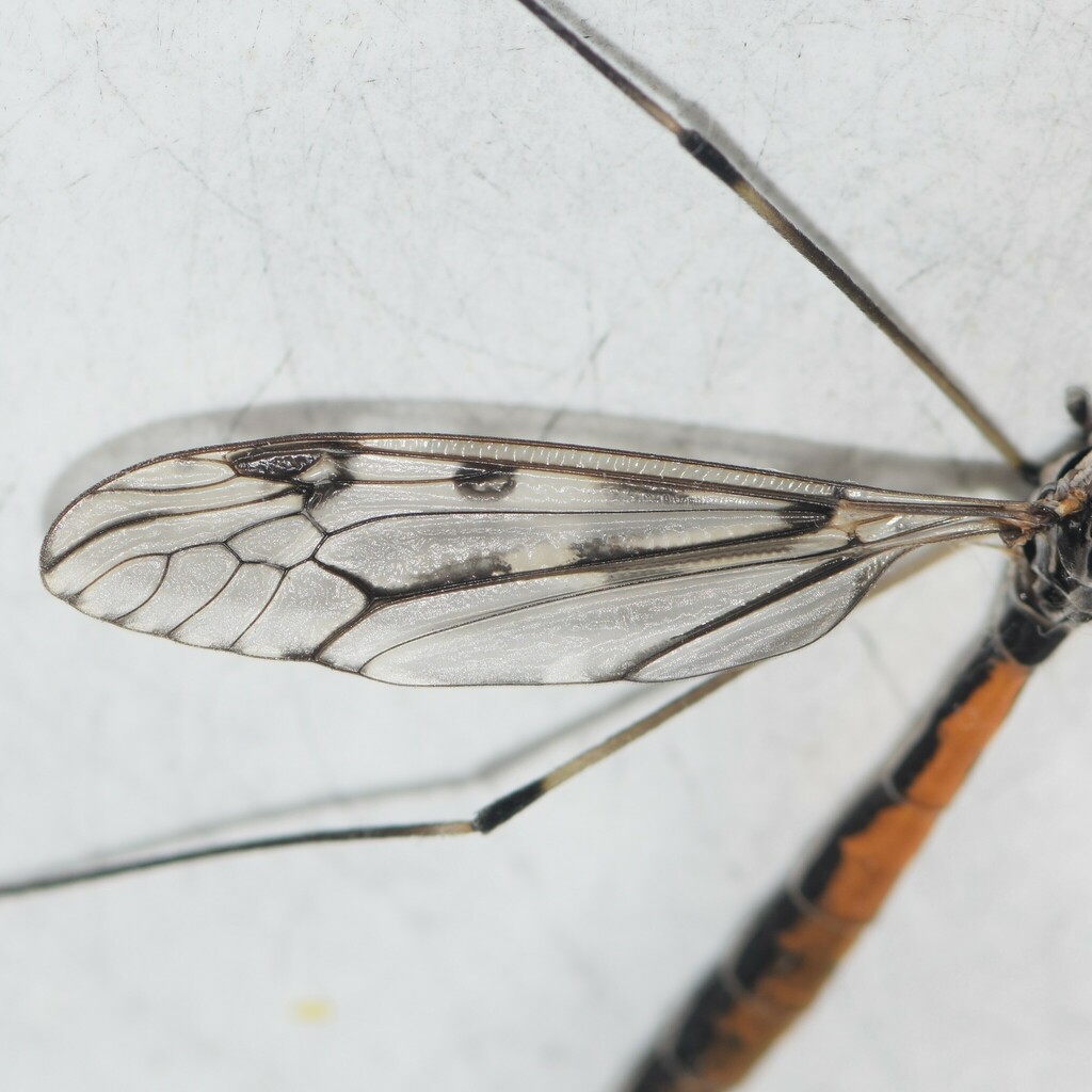 Giant Crane Fly