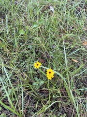 Coreopsis leavenworthii