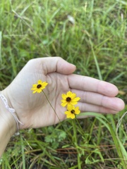 Coreopsis leavenworthii