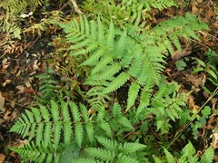 Dryopteris ludoviciana