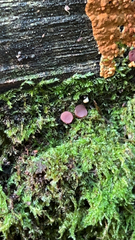 Ascocoryne sarcoides