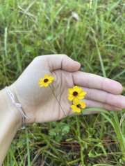 Coreopsis leavenworthii