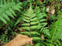 Dryopteris ludoviciana