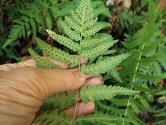 Dryopteris ludoviciana