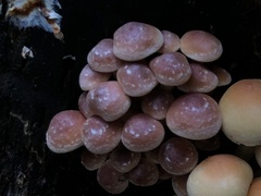 Hypholoma