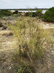 Retama monosperma