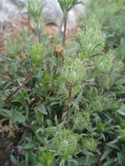 Atractylis cancellata