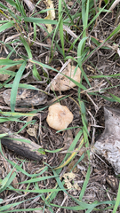 Marasmius oreades