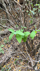 Lonicera
