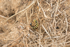 Bembix