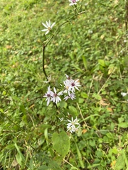 Symphyotrichum cordifolium