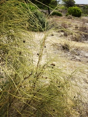 Retama monosperma