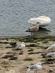 Chroicocephalus ridibundus