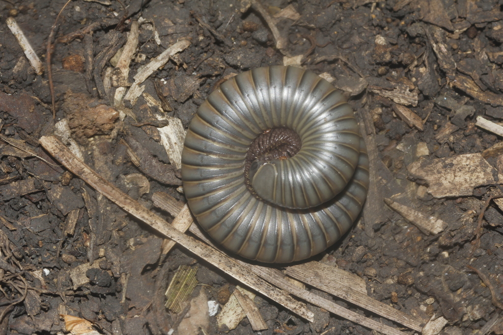 Anadenobolus potosianus